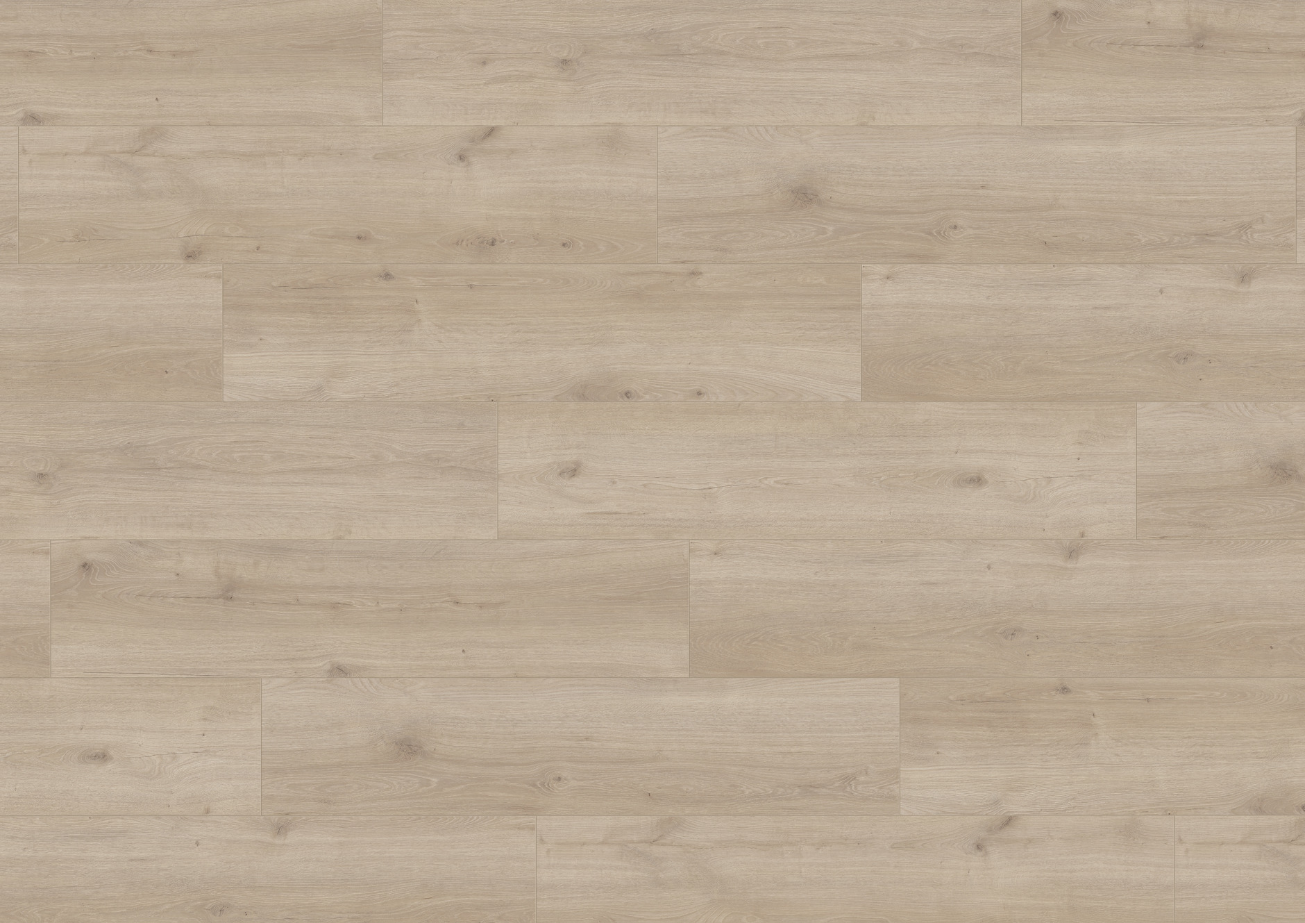 T1825 布萊梅橡木