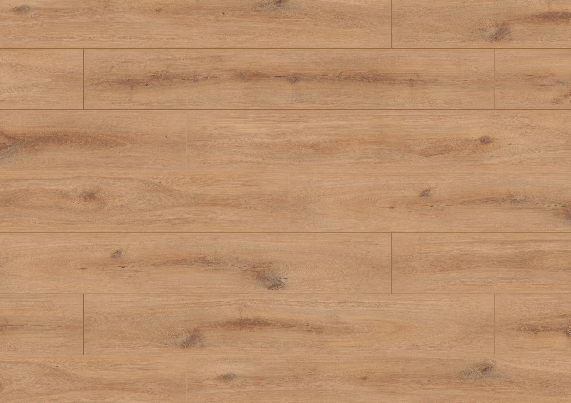 A0003  傑爾巴橡木